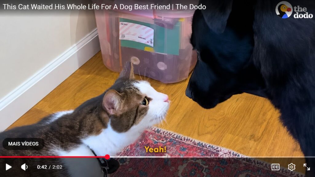Gato Sebastian passou a vida esperando por um melhor amigo canino
