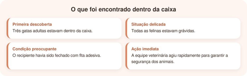 Equipe veterinária fica chocada ao descobrir o que havia dentro de uma caixa lacrada