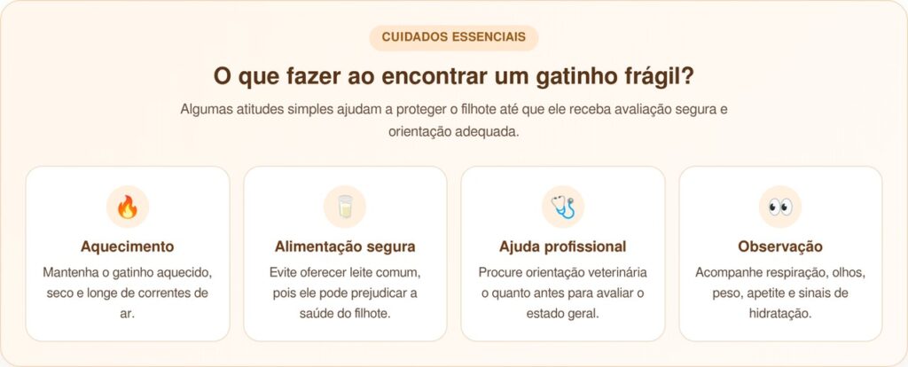 Donos de café ouvem choro atrás da parede e salvam Gatinho Wall-E