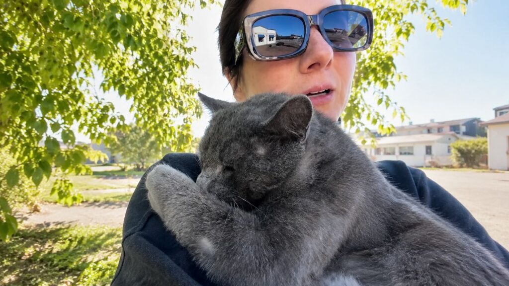 Gato ferido emociona ao confiar no resgate animal e encontrar proteção
