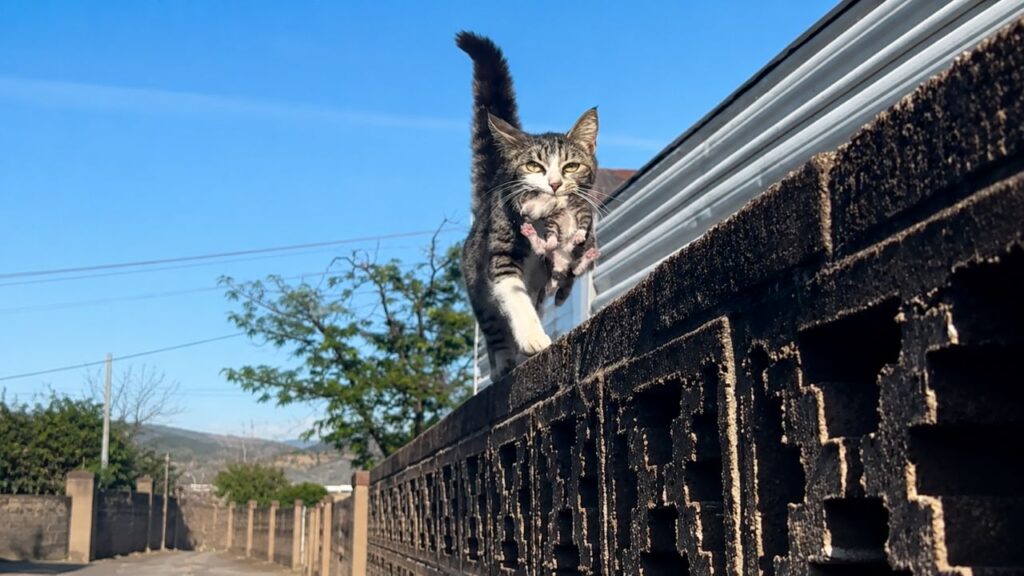 Gata De Rua Surge Na Cerca Com Um Gatinho E Surpreende Mulher Ao Retornar Com Outro