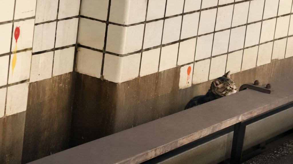 Passageiros que aguardavam o metrô no Brooklyn encontram gatinho perdido nos trilhos