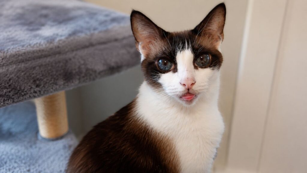 Gato com olhos 'alienígenas' surpreende equipe de abrigo como nunca antes