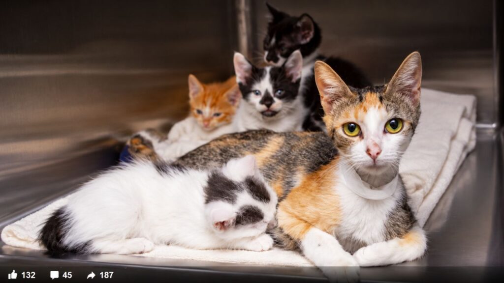 30 gatos e gatinhos são achados em caixas quebradas perto do lixo