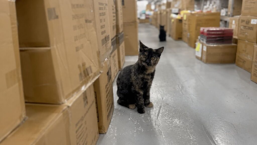 Gatos grátis em armazém de Nova York mobilizam moradores e alertam sobre adoção responsável