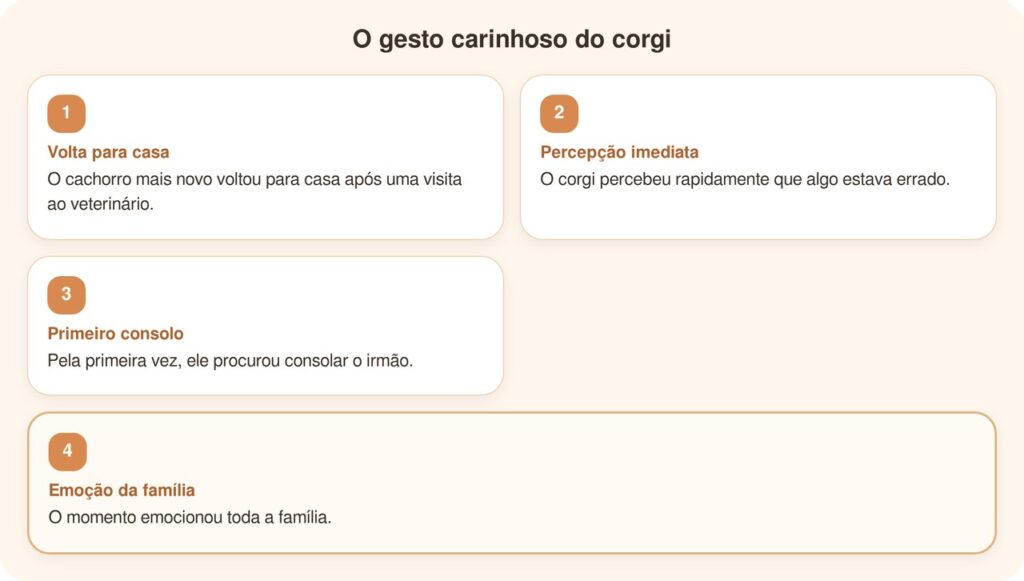 Corgi mal-humorado consola o irmãozinho doente após visita ao veterinário