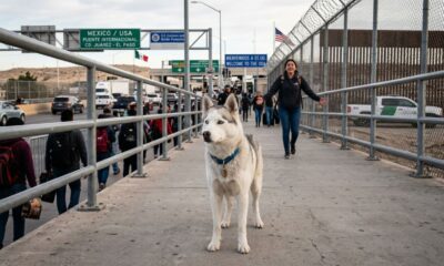 Husky escapa de casa e acaba em outro país em aventura surpreendente