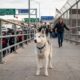 Husky escapa de casa e acaba em outro país em aventura surpreendente