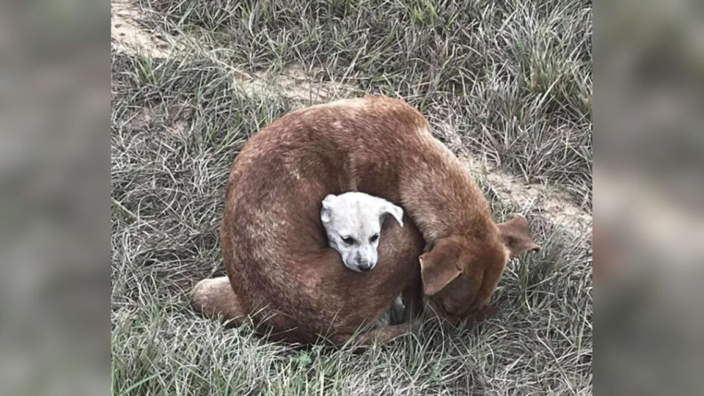 Cachorro de rua protege bebê do frio extremo e emociona resgate animal