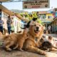 Gigante peludo visita um abrigo de animais diariamente e muda vidas