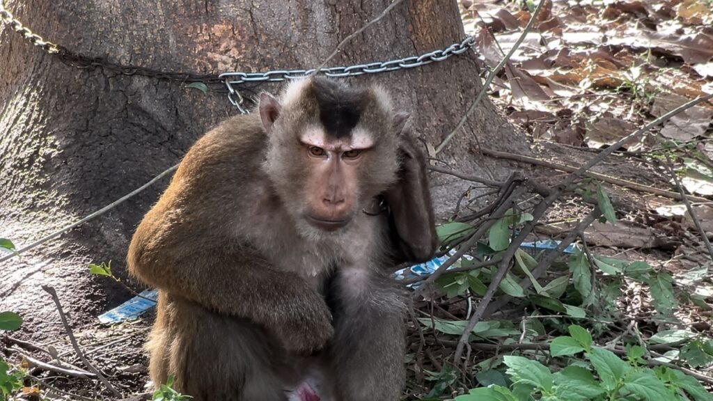 Macaco acorrentado que se autoflagelava finalmente ganha a liberdade