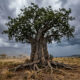 Provérbio africano do dia: “Quando as raízes de uma árvore são profundas, ela não precisa temer o vento, porque sabe de onde veio antes de enfrentar a tempestade.” Uma reflexão sobre identidade e origem