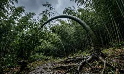 Provérbio japonês: “O bambu que sobrevive ao vento não é o mais duro da floresta, mas aquele que aprendeu a se curvar sem abandonar suas raízes”. Lições sobre flexibilidade, orgulho e por que ceder nem sempre significa fraqueza