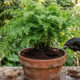 Borra de café nas plantas: em quais espécies funciona e em quais pode acabar matando a planta
