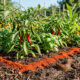 Borrifador com mistura de pimenta em pó ao lado de uma planta com folhas saudáveis, pote de pimenta aberto sobre a terra e flores sem aplicação direta, cena realista mostrando proteção contra pulgões com cuidado aos polinizadores.