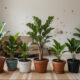 Estas 5 plantas atraem energia ruim e umidade, e você deveria tirá-las de dentro de casa, segundo especialistas 