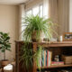 A planta que remove poeira e mau cheiro de casa: coloque sobre um armário e ela purifica o ambiente inteiro