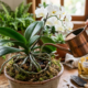 Casca de banana na água: o adubo caseiro que faz orquídeas florescerem mais rápido
