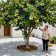 Essa árvore é ideal para o seu pátio: não racha o piso, proporciona sombra e dá frutos deliciosos