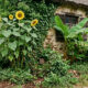 Nunca plante essas plantas perto de casa: elas atraem ratos como ímãs