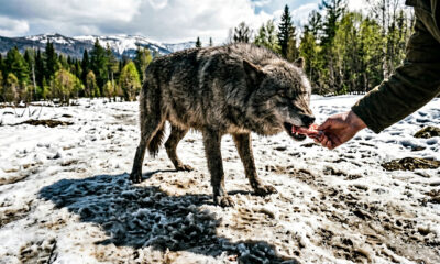 Provérbio grego: "Quem alimenta o lobo no inverno será devorado por ele no verão". Uma reflexão sobre a natureza humana e o quanto vale a pena tentar ajudá-las