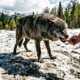 Provérbio grego: "Quem alimenta o lobo no inverno será devorado por ele no verão". Uma reflexão sobre a natureza humana e o quanto vale a pena tentar ajudá-las