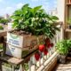 Como plantar morango em casa usando caixas de leite: o método simples que funciona em qualquer espaço