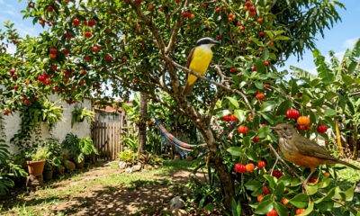 5 árvores frutíferas que dão sombra, frutos doces e atraem pássaros para o quintal
