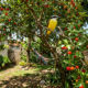 5 árvores frutíferas que dão sombra, frutos doces e atraem pássaros para o quintal