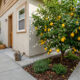 8 árvores frutíferas com raízes seguras para terraços e garagens, proporcionando sombra sem danificar as construções.