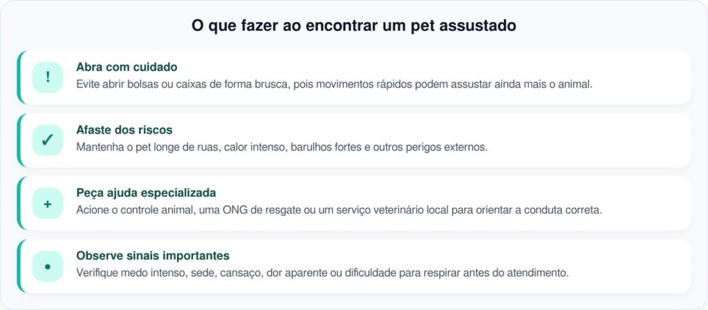 Cachorrinho é encontrado em um pacote dentro de uma caixa de correio