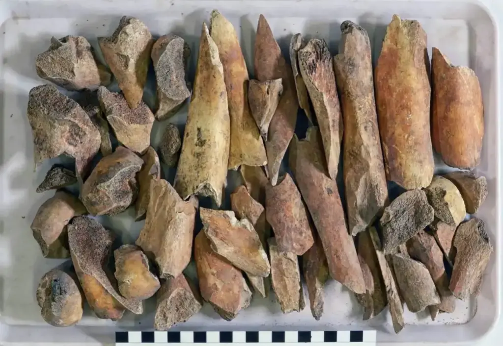 Romanos quebravam milhares de ossos de vacas? Estudo revela uma indústria esquecida do Império Romano
