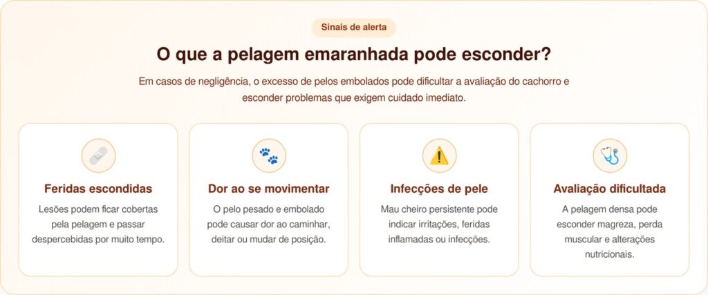 Violet mostra a tristeza da negligência após resgate com quilos de pelo emaranhado