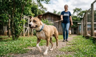 Comunidade de resgate salva pitbull doente duas vezes