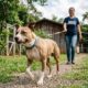 Comunidade de resgate salva pitbull doente duas vezes