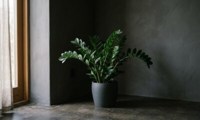 As plantas para cantos escuros que sobrevivem, decoram e transformam até os pontos mais apagados da casa
