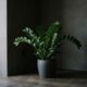 As plantas para cantos escuros que sobrevivem, decoram e transformam até os pontos mais apagados da casa
