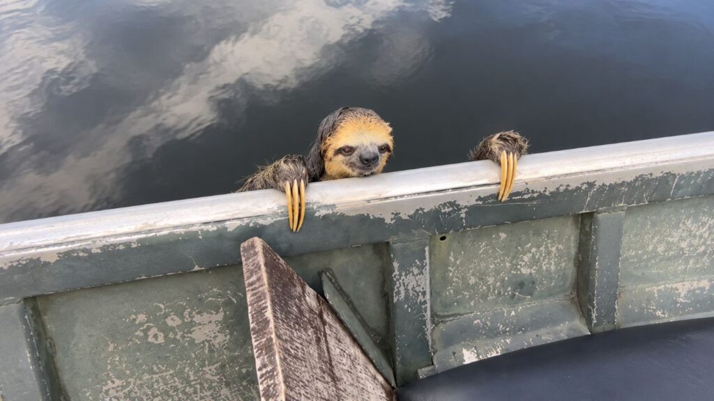 Guia turístico vê respingos na água e se surpreende com o que se agarra ao barco