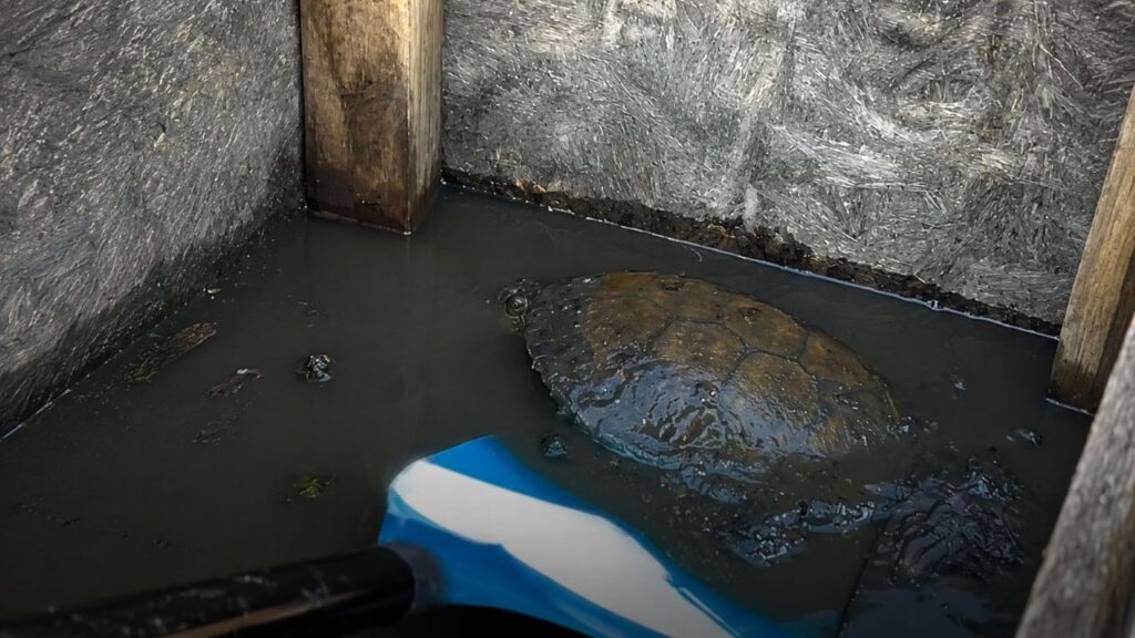 Caiaquistas encontram caixa na lama e resgatam tartarugas presas