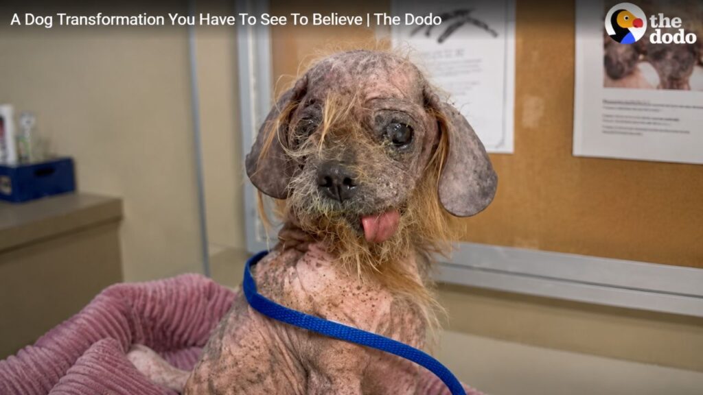 Transformação canina mostra como Freddy recuperou a vida com cuidado e amor