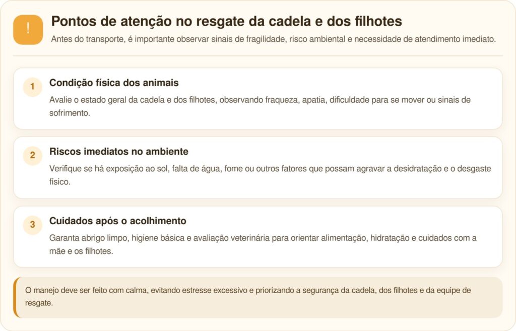 Mãe e seus 10 filhotes são resgatados de cestos de roupa abandonados em pomar
