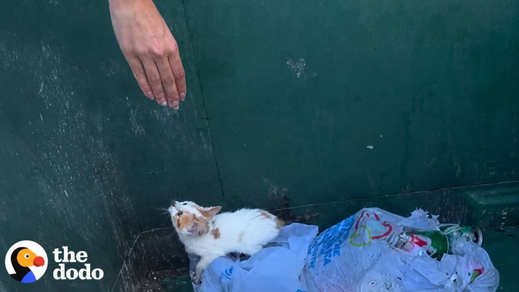 Mulher retira gatinho abandonado do lixo e salva sua vida