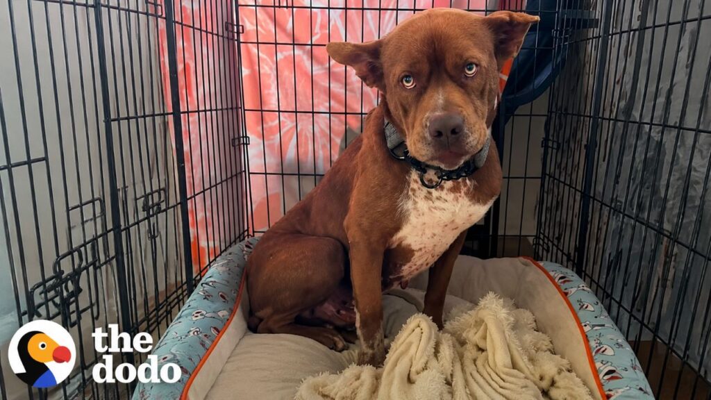 Comunidade de resgate salva pitbull doente duas vezes
