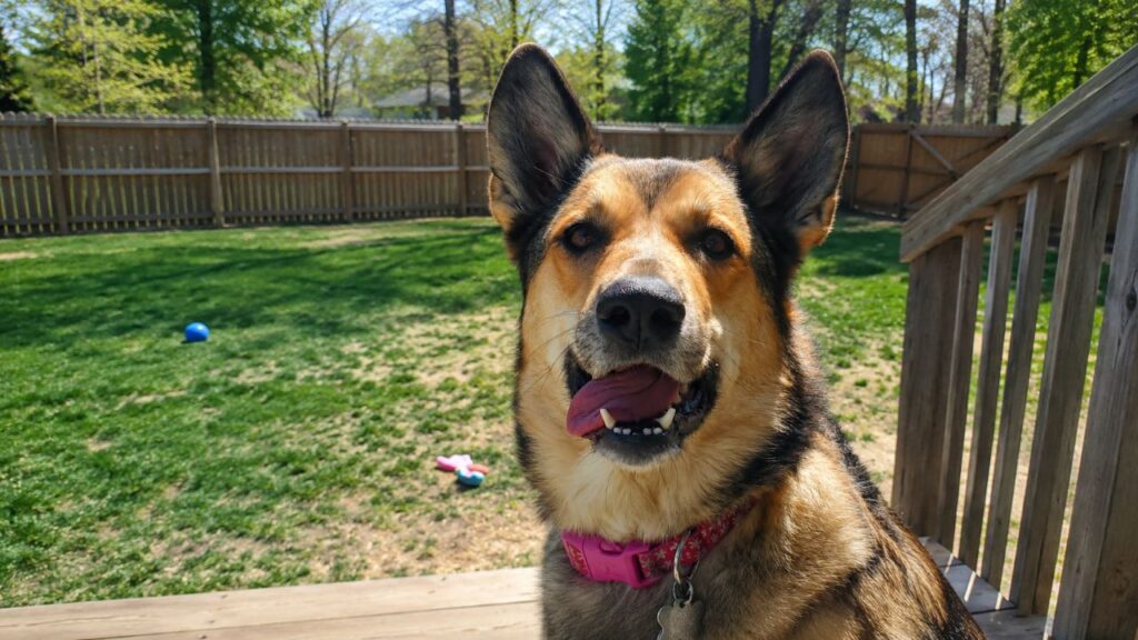 Cachorro Salva Uma Vida E Mulher Descobre Ao Ver Câmera Da Piscina