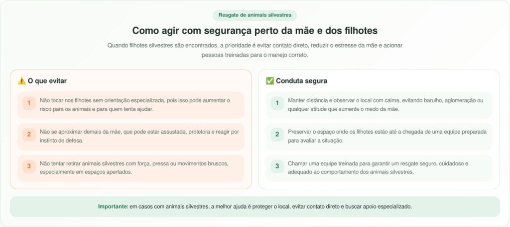 Homem Ouve Barulho Estranho No Porão E Encontra Filhotes De Guaxinim