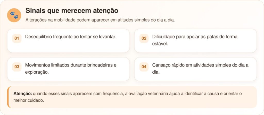 Gatinho minúsculo recebe roupa de LEGO para aprender a andar