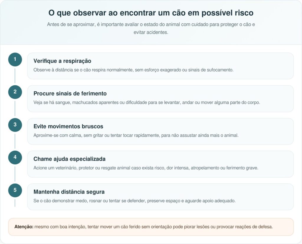 Motorista freia ao ver cachorro imóvel e encontra surpresa comovente