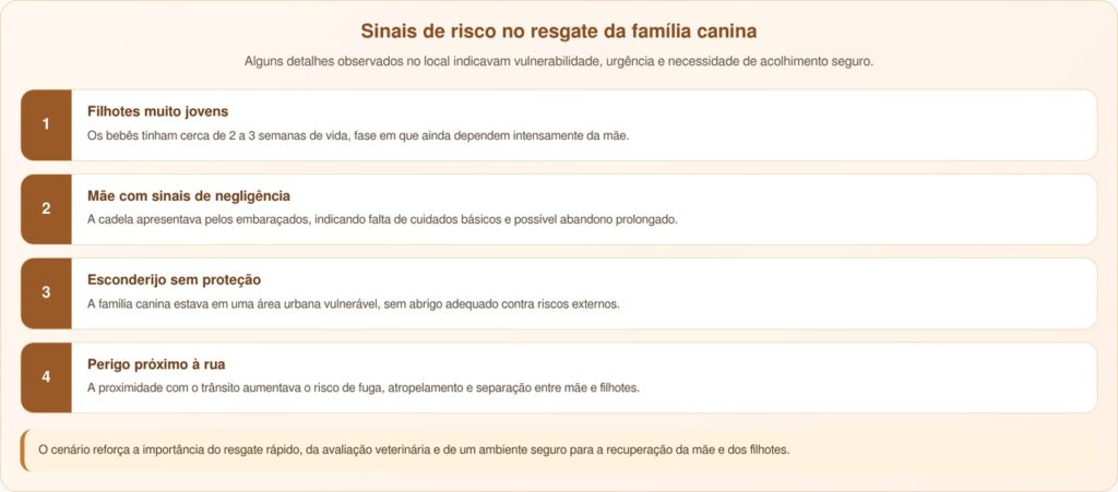 Filhotes abandonados são encontrados em uma cesta e recebem uma nova chance