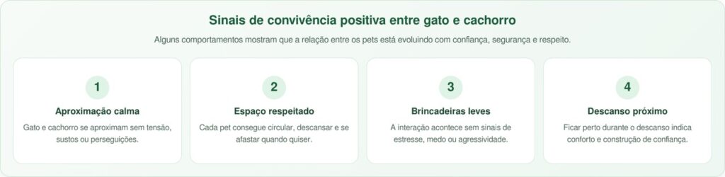 Gato Sebastian passou a vida esperando por um melhor amigo canino