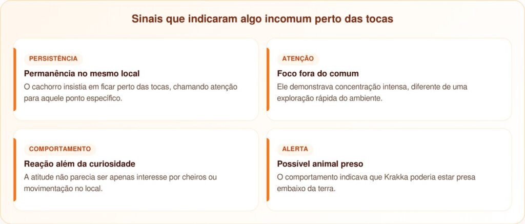 Krakka, a cachorrinha encontrada enterrada viva depois que irmão farejou toca de coelho
